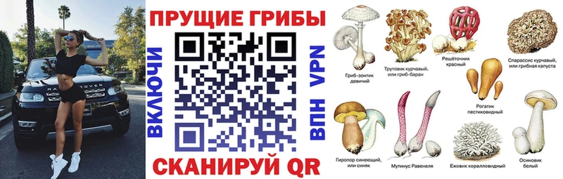 Галлюциногенные грибы Cubensis  мега вход  Назрань  как найти наркотики 